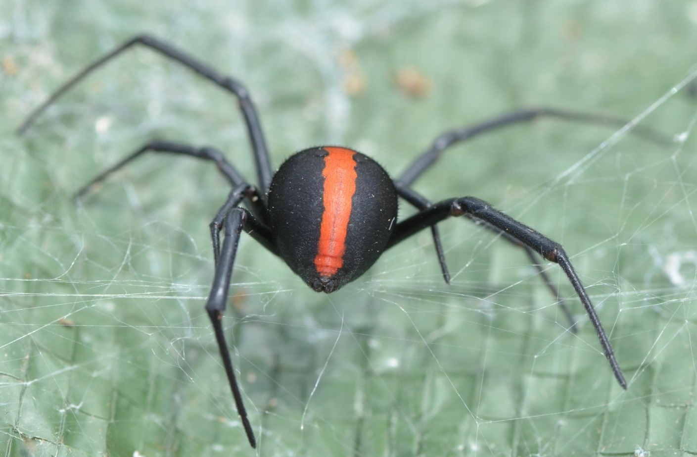 Spider Bites Australia