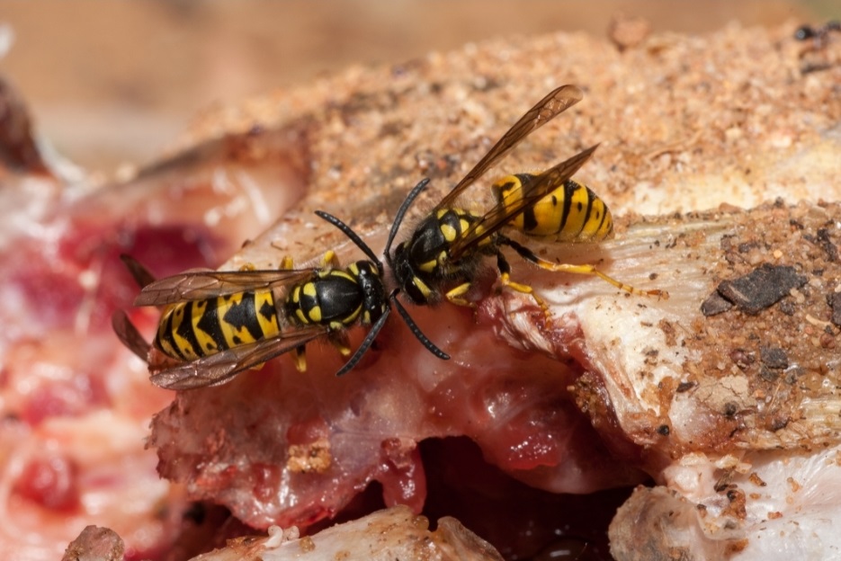 Wasps in Australia