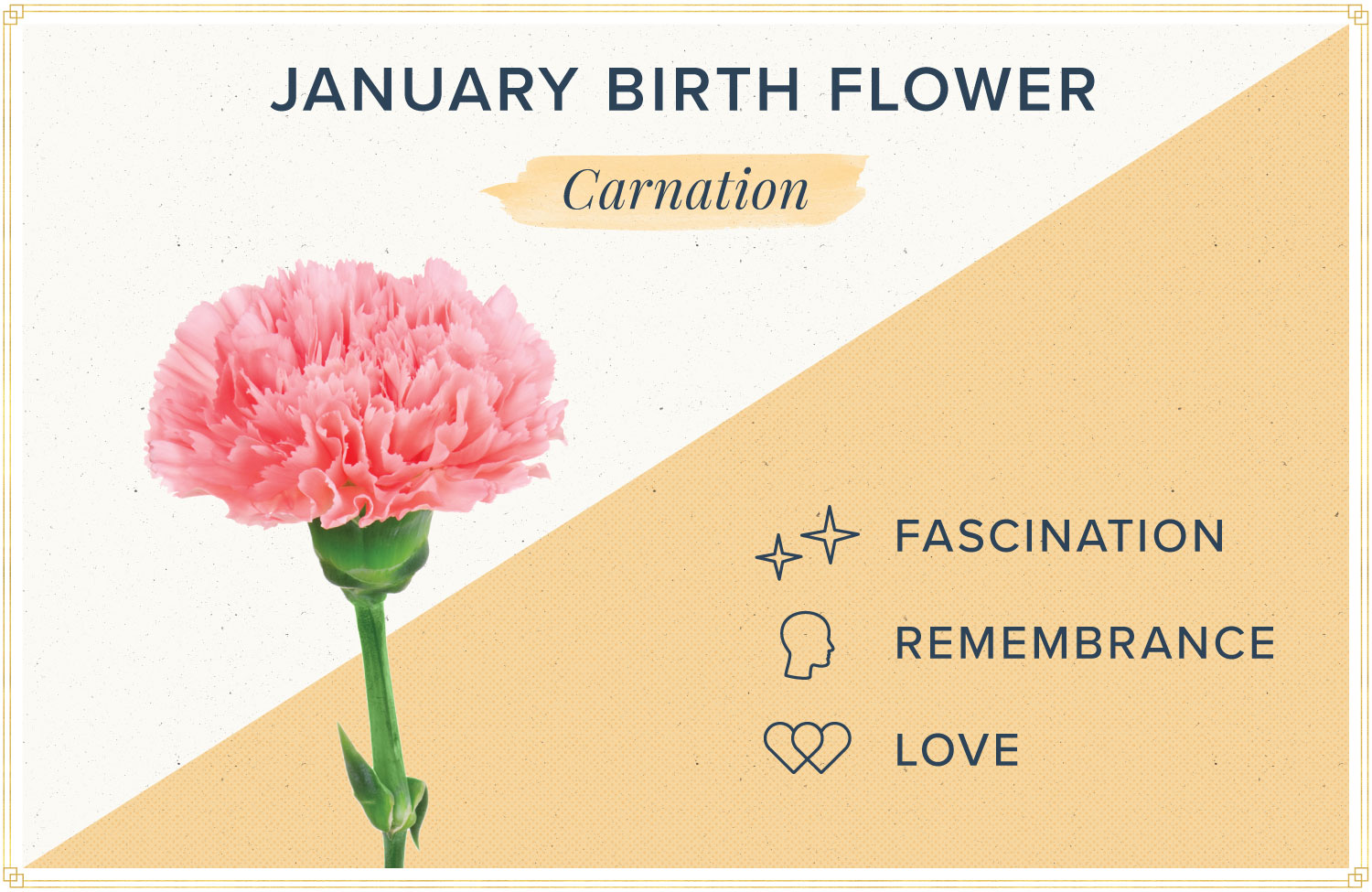 jan birth flower