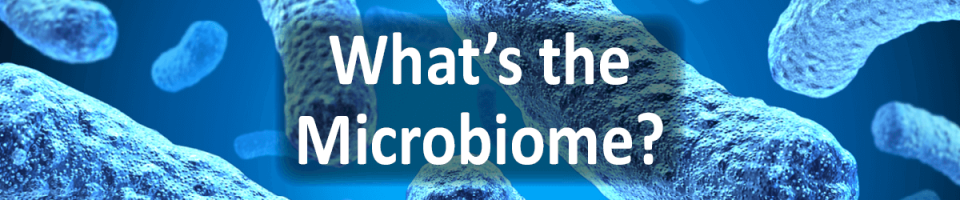 Naturopath in Melbourne explains the gut immune connection for winter health